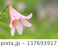 ヒメサユリ 137693917