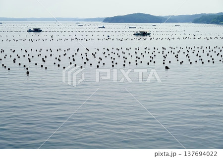 伊勢志摩 英虞湾クルーズ船から見える凪いだ海面に浮かぶ真珠養殖筏の風景 三重県志摩市 伊勢志摩 英虞湾クルーズ船から見える凪いだ海面に浮かぶ真珠養殖筏の風景 三重県志摩市 137694022