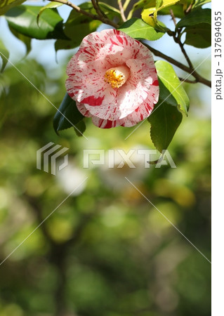 ピンク色の花を咲かす椿、田主丸 春風景 ピンク色の花を咲かす椿、田主丸 春風景 137694055