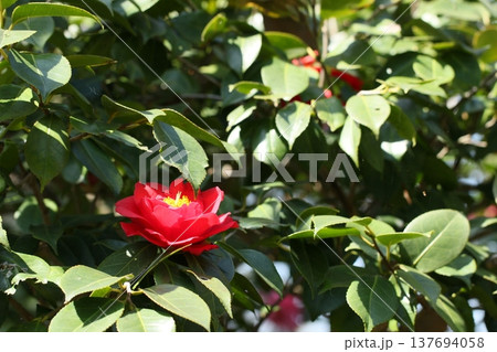 赤い椿の花 春風景 赤い椿の花 春風景 137694058