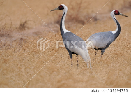 草原に立つツルのつがい 日本の野鳥風景 草原に立つツルのつがい 日本の野鳥風景 137694776
