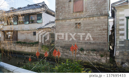 アロエの花を前景にしたレトロな町並み【ペリーロード】/静岡県下田市 アロエの花を前景にしたレトロな町並み【ペリーロード】/静岡県下田市 137695433