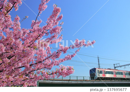 満開の河津桜が咲く早春の鶴見川 満開の河津桜が咲く早春の鶴見川 137695677