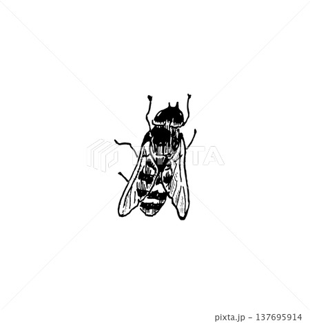 A small fly resembling a bee. Vector ink illustration in an engraving style for design and decoration. A small fly resembling a bee. Vector ink illustration in an engraving style for design and decoration. 137695914