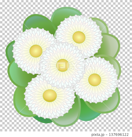Daisy illustration Daisy illustration 137696122