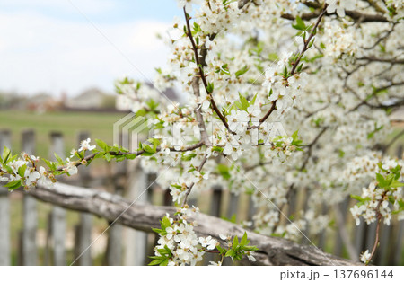Spring blooming tree with white flowers in a rural garden. Close-up of blossoming cherry or plum branches against a blurred wooden fence and countryside landscape background 137696144