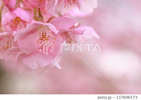 満開の河津桜 137696573