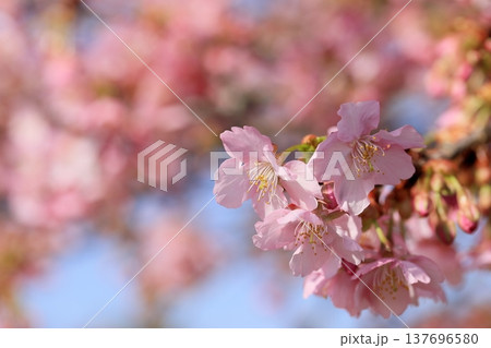 満開の河津桜 137696580