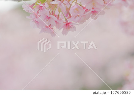 満開の河津桜 137696589