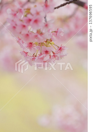 満開の河津桜 137696595
