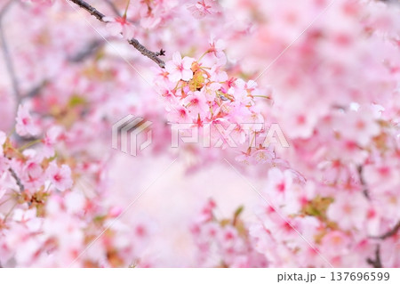 満開の河津桜 137696599