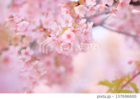 満開の河津桜 満開の河津桜 137696600