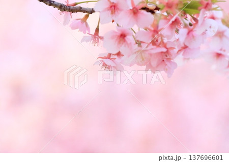 満開の河津桜 137696601