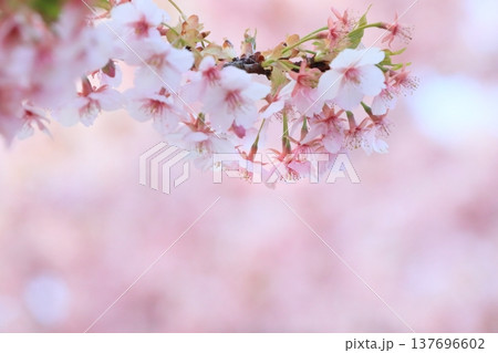 満開の河津桜 137696602