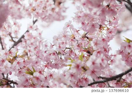 満開の河津桜 満開の河津桜 137696610