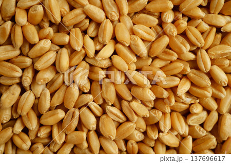 Wheat and grains ears agricultural, organic farm concept. Wheat and grains ears agricultural, organic farm concept. 137696617