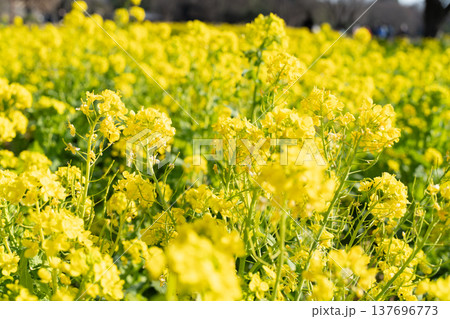 菜の花 137696773