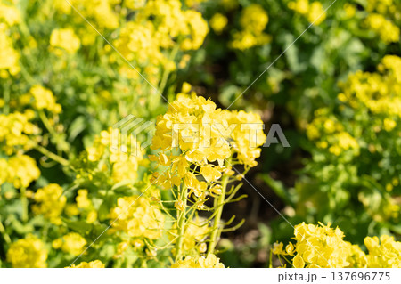 菜の花 137696775