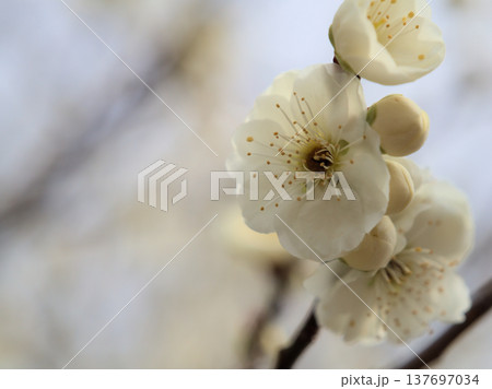 晴れた3月に可愛らしく咲いた白い梅の花「緑蕚（リョクガク）」 137697034