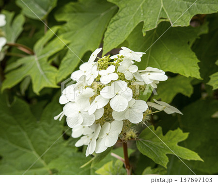 カシワバアジサイ 137697103