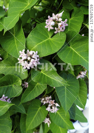秋9月道端に咲く淡い紫色のガガイモの花 秋9月道端に咲く淡い紫色のガガイモの花 137697159