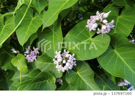 秋9月道端に咲く淡い紫色のガガイモの花 137697160