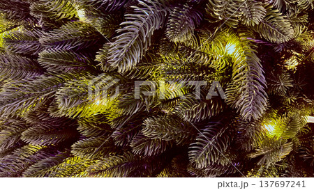 glowing purple fir branches with yellow christmas lights close-up for holiday web design 137697241