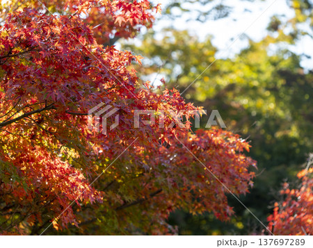 奈良公園の紅葉 奈良公園の紅葉 137697289