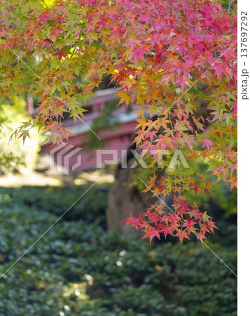 奈良公園の紅葉 奈良公園の紅葉 137697292