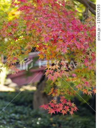 奈良公園の紅葉 137697293