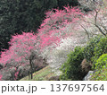 2011年当時の吉野梅郷 2011年当時の吉野梅郷 137697564