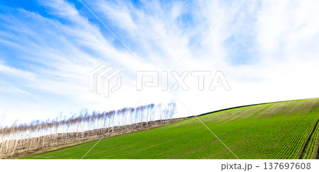 春の北海道美瑛町の丘で見た小麦畑と白樺の林のシンプルな風景 137697608