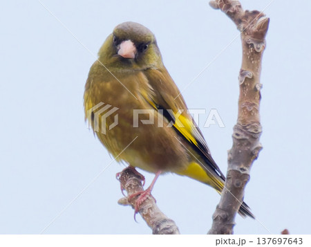 枝に止まるカワラヒワ（Oriental Greenfinch）冬の野鳥 137697643