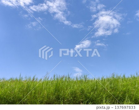 青空と新緑に覆われた堤防 137697833