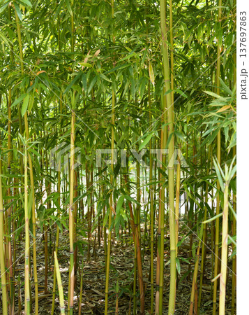 小さな竹が生える竹林 137697863