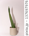 植木鉢に植っているウチワサボテン 137697976