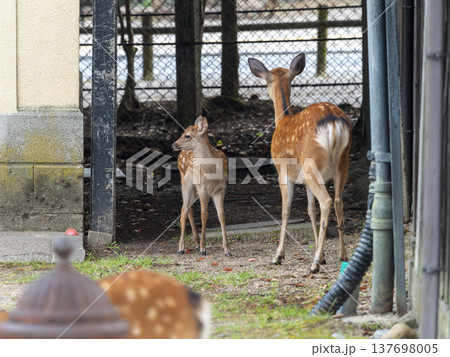 奈良公園の鹿の親子 奈良公園の鹿の親子 137698005