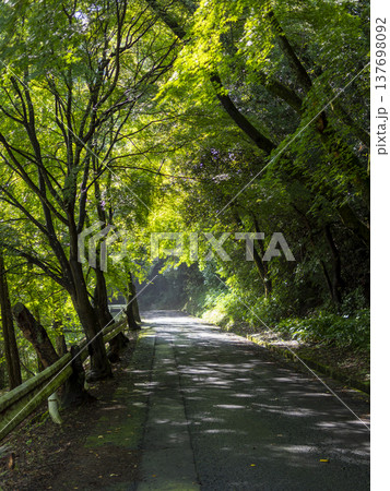 新緑に覆われた山道の風景 新緑に覆われた山道の風景 137698092