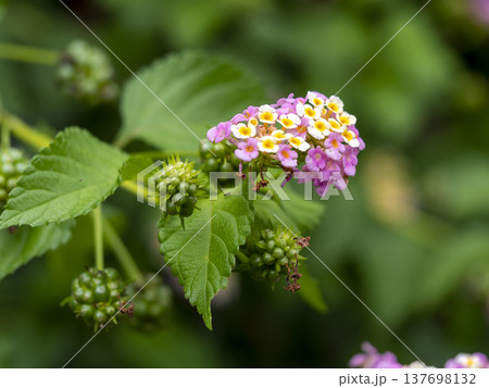 山に咲いたランタナの花 山に咲いたランタナの花 137698132