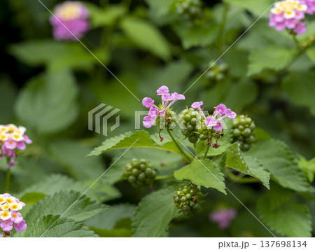 山に咲いたランタナの花 山に咲いたランタナの花 137698134