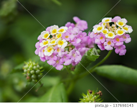 山に咲いたランタナの花 137698143