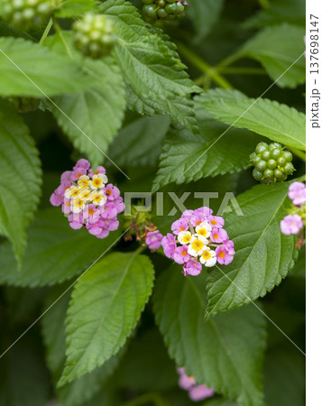 山に咲いたランタナの花 137698147