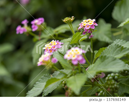 山に咲いたランタナの花 137698149