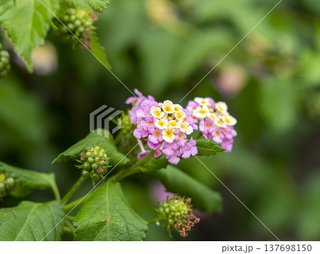 山に咲いたランタナの花 137698150