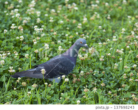 白詰草の花と鳩 137698243