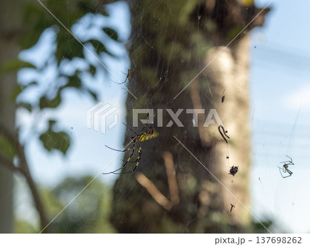 クモの巣を張るジョロウグモ 137698262