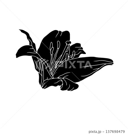 Hand drawn black silhouette of lily bloom linocut. Monochrome birth month May flower 137698479