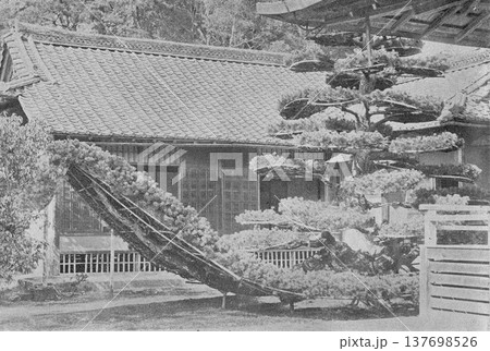 古写真 1894年 京都 金閣寺の陸舟の松 古写真 1894年 京都 金閣寺の陸舟の松 137698526