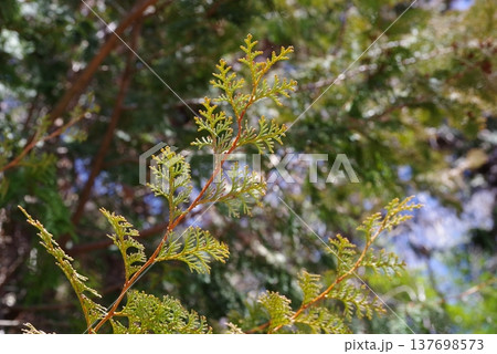 ヒノキの葉《ヒノキ花粉イメージ》 137698573