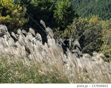 風になびくススキ 風になびくススキ 137698602